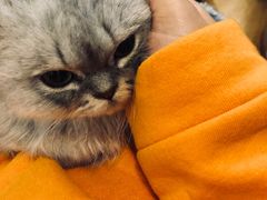 -万小咖.猫咖(中山路天虹店)