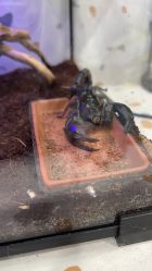 -Moni星球萌宠·小马宝莉·灵蛇·高端高阶全萌宠互动体验俱乐部(红豆国际广场店)
