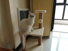 -猫大福·Fortune Cat猫舍(百子湾店)
