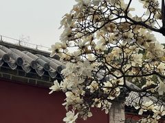 -泰山风景名胜区-普照寺