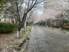 -高东镇樱花园