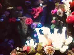 -瑞普利水族馆