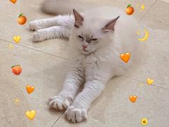 -lincat·猫舍(广州店)