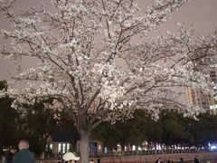 -西北湖绿化广场