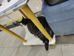 -派特宠物医院(圆融广场店)