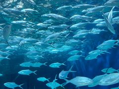 -上海海洋水族馆