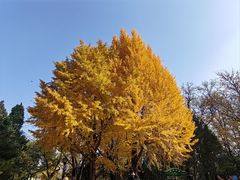 -玲珑塔公园