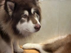 -Let's go狗咖·猫咖·奶狗·桌游(春熙路IFS店)