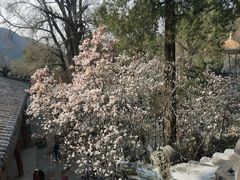 -潭柘寺景区
