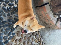 -柴犬高等学院·狗咖·柴犬售卖·宠物训练