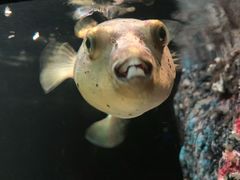-暹罗海洋世界