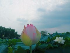 -白洋淀景区