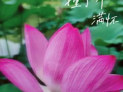 -陈家山荷花公园