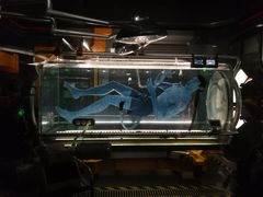 -奥兰多迪士尼动物王国乐园