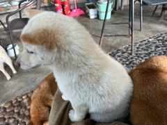 -柴犬高等学院·狗咖·柴犬售卖·宠物训练