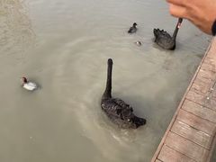 -祥源·阜阳生态乐园