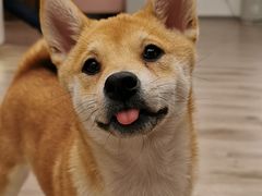 -浣熊柯尔鸭土拨鼠·电玩咖