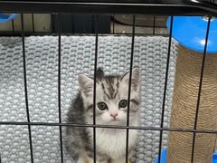 -lincat·猫舍(广州店)