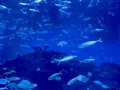 -海合安成都极地海洋公园