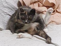 -伟伟宠物医院·CT影像中心·瑞派犬猫综合性门诊(汉口总院)