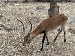 -清迈夜间动物园