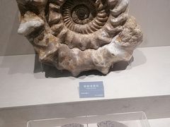 -安徽省地质博物馆