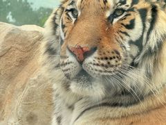 -西霞口神雕山野生动物世界