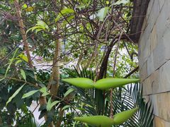 -广州神农草堂中医药博物馆