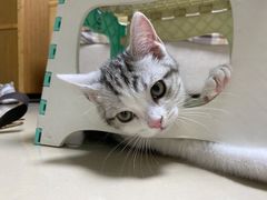 -lincat·猫舍(广州店)
