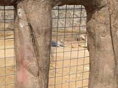 -石家庄市动物园