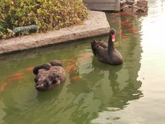 -行者书屋大堂吧 ·下午茶(南京圣和府邸酒店)