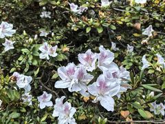 -墨尔本皇家植物园