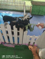 -萌宠亲子动物乐园(槐房万达店)