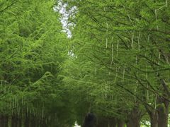 -嘉北郊野公园