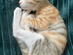 -爱诺耐芙动物医院(万博店)