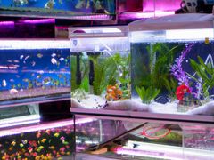 -双季花艺园艺市场(浦东店)