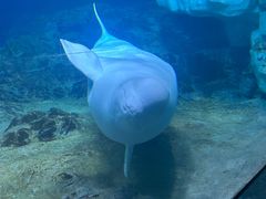 -珠海长隆海洋王国