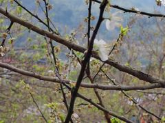 -广州市流溪河国家森林公园