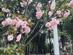 -四川大学(望江校区)