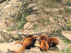 -都江堰中华大熊猫苑