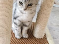 -共舞时光猫咖·狗咖(新街口店)