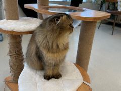 -共舞时光猫咖·狗咖(新街口店)