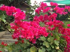 照片3-狐尾山公园