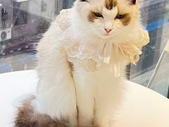 -怪兽屋·羊驼·猫咖·狗咖(俊华广场店)