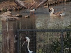 -盐城丹顶鹤湿地生态旅游区