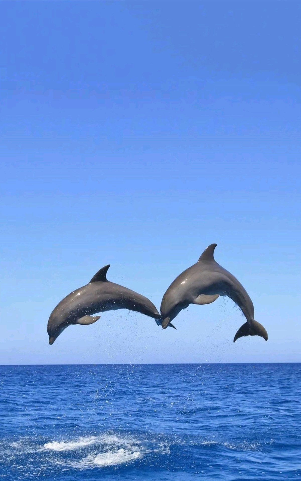 海豚🐬是非常聪明的海洋动物,通人性,长