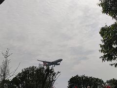 -空港花田景区