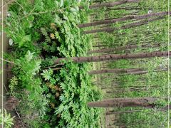 -合肥滨湖国家森林公园