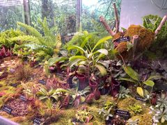 -中国科学院西双版纳热带植物园