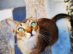 -喵屿·大理花园猫咖